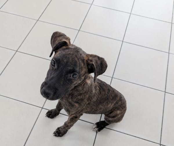 OLLIE, chiot femelle Berger Créole