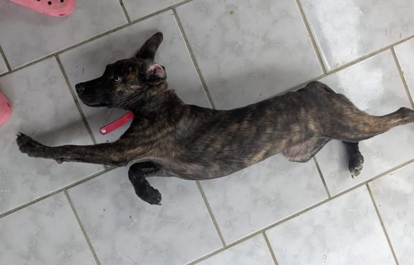 OLLIE, chiot femelle Berger Créole