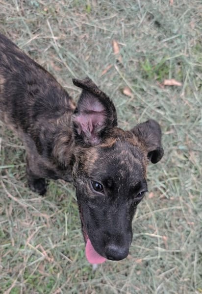 OLLIE, chiot femelle Berger Créole