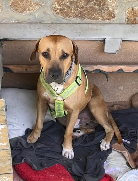 TYMAL, mâle junior Croisé Labrador