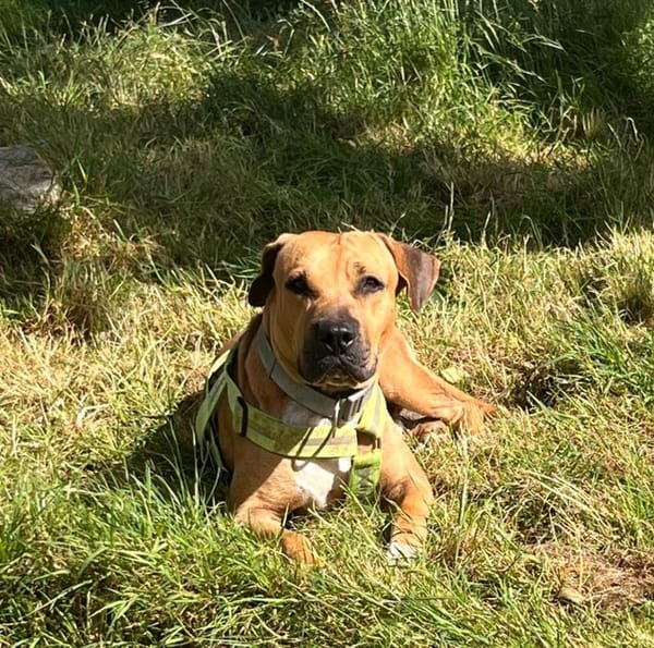 TYMAL, mâle junior Croisé Labrador