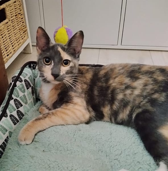 BABETH Chaton femelle type européen