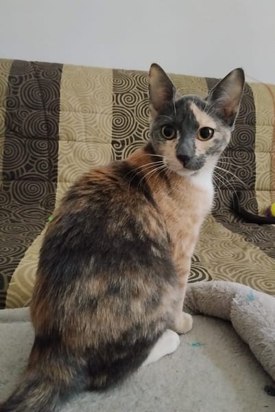 BABETH Chaton femelle type européen