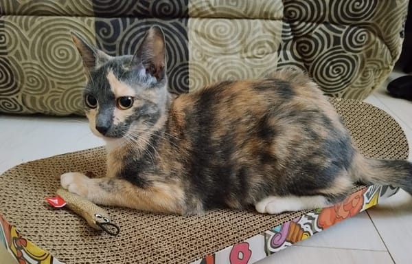 BABETH Chaton femelle type européen