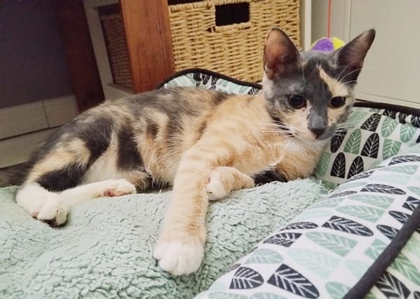 BABETH Chaton femelle type européen