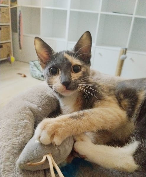 BABETH Chaton femelle type européen