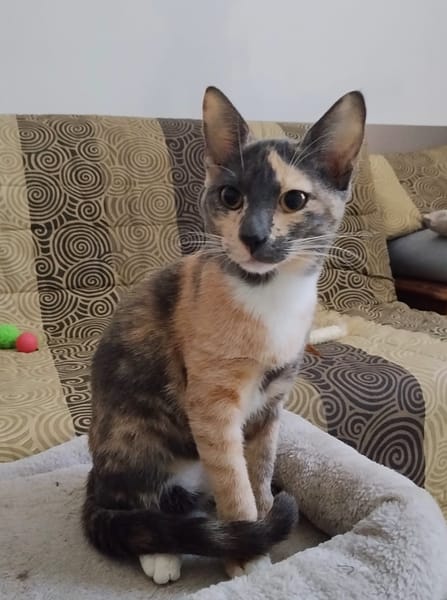 BABETH Chaton femelle type européen