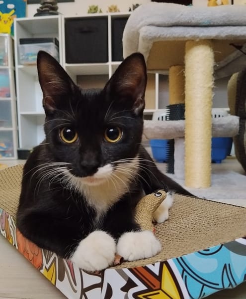 BAGHERRA, chaton femelle type européen