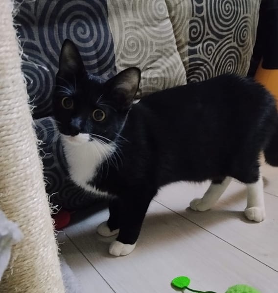 BAGHERRA, chaton femelle type européen