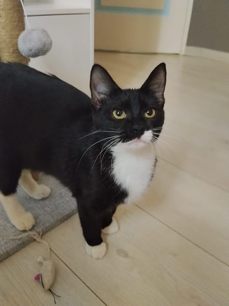 BAGHERRA, chaton femelle type européen
