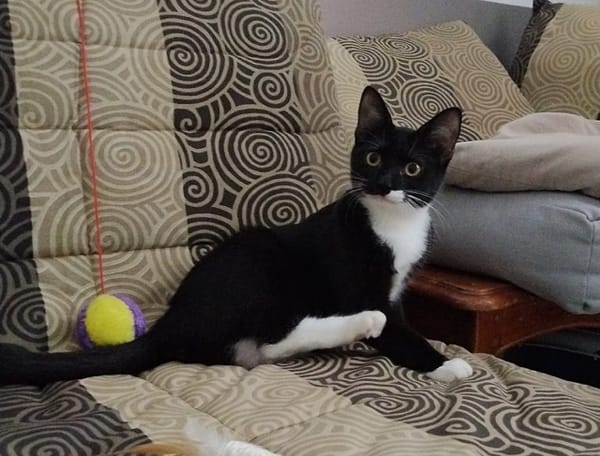 BAGHERRA, chaton femelle type européen