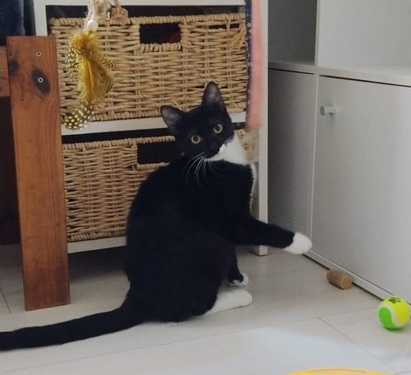 BAGHERRA, chaton femelle type européen