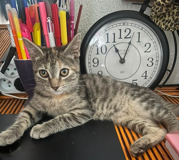 LINE, chaton femelle type Européen