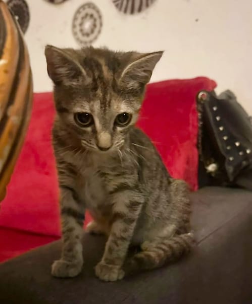 LINE, chaton femelle type Européen
