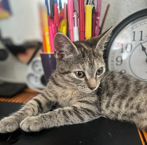 LINE, chaton femelle type Européen
