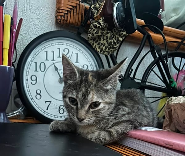 LINE, chaton femelle type Européen