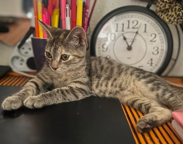LINE, chaton femelle type Européen