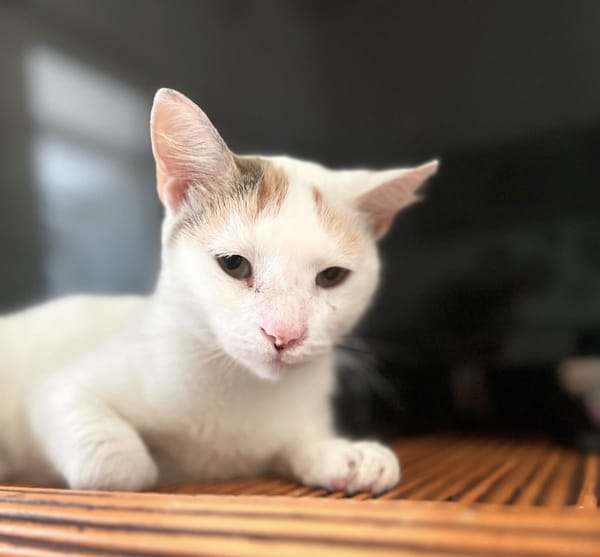 PARIS, chatte type européen