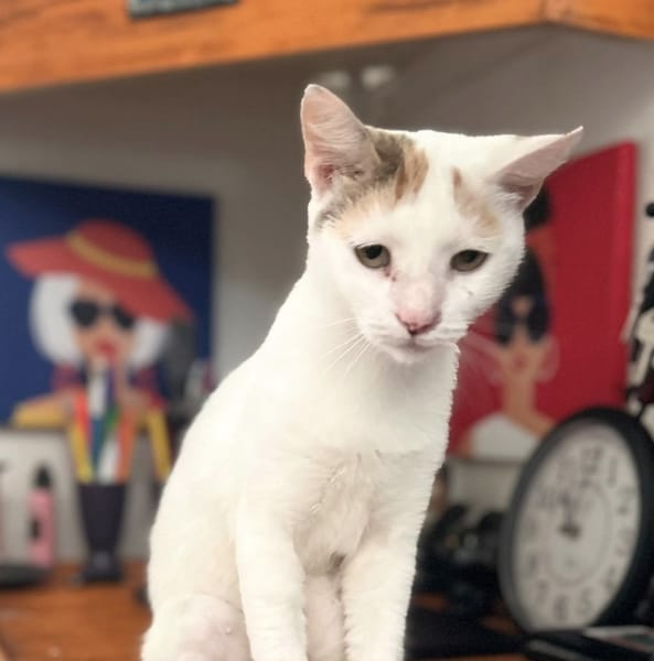 PARIS, chatte type européen