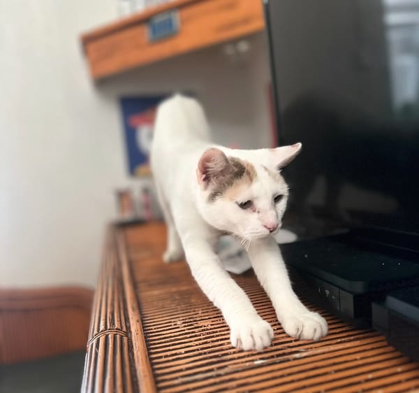 PARIS, chatte type européen