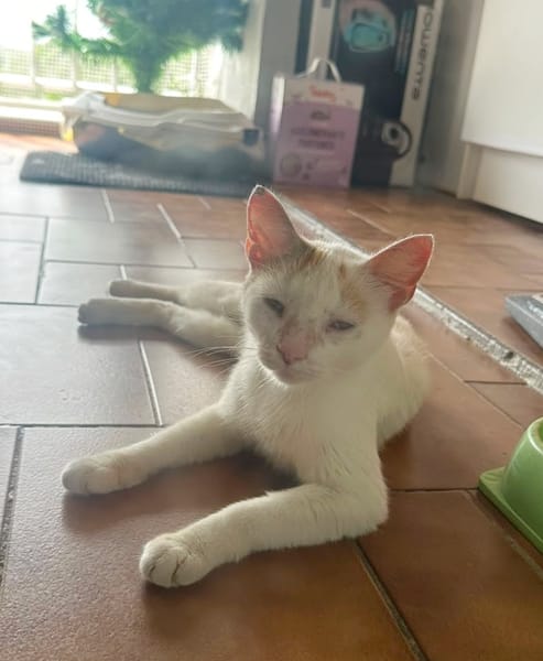 PARIS, chatte type européen