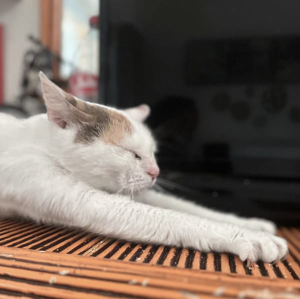 PARIS, chatte type européen