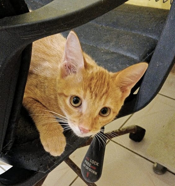 PELUCHON, Chaton mâle européen