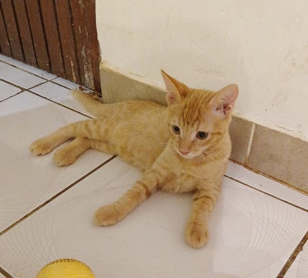 PELUCHON, Chaton mâle européen