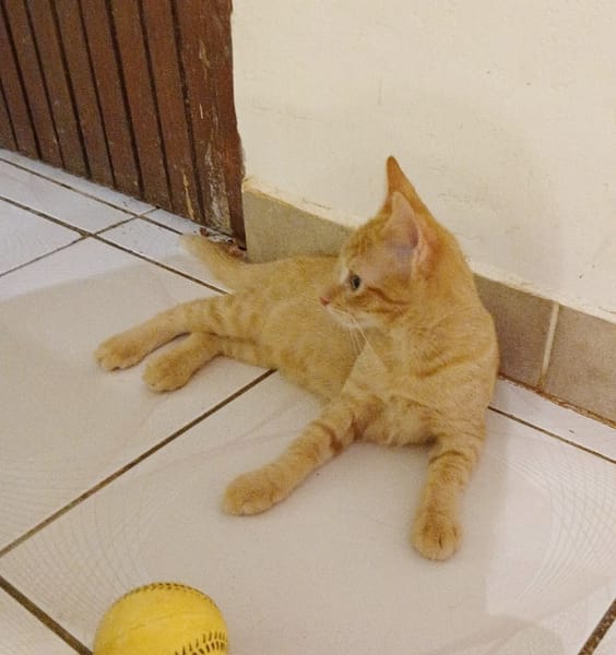 PELUCHON, Chaton mâle européen