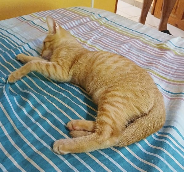 PELUCHON, Chaton mâle européen