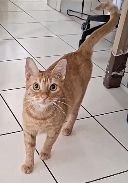 PRALINE, Chatte type européen