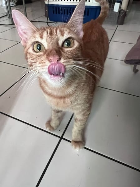 PRALINE, Chatte type européen