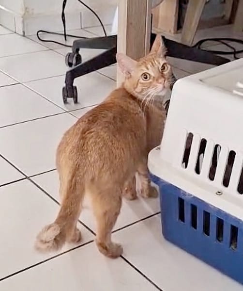 PRALINE, Chatte type européen