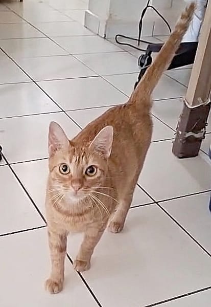 PRALINE, Chatte type européen