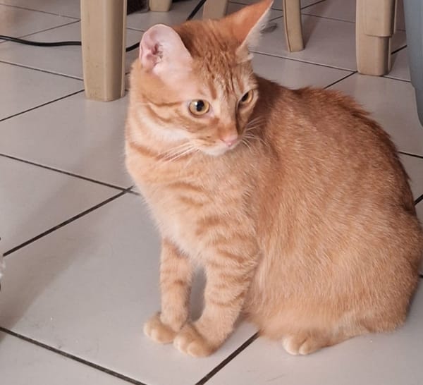 PRALINE, Chatte type européen