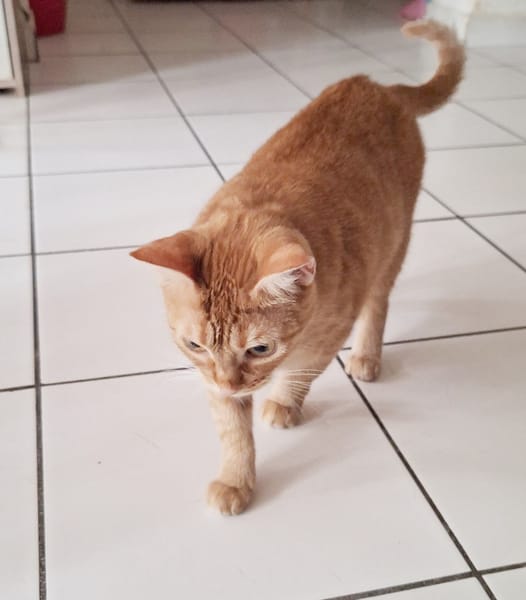 PRALINE, Chatte type européen