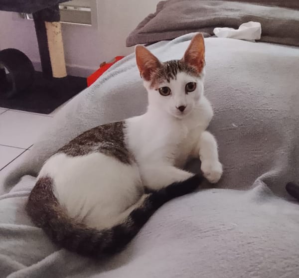 TWIX , chaton mâle type européen