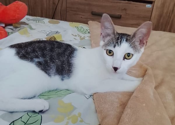 TWIX , chaton mâle type européen