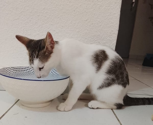 TWIX , chaton mâle type européen