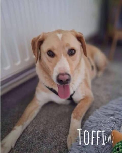 sanfte liebe Toffi auf PS in 38122