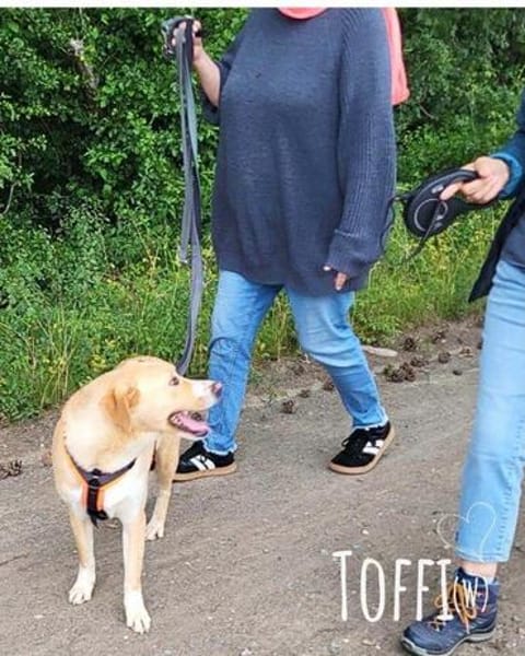 sanfte liebe Toffi auf PS in 38122
