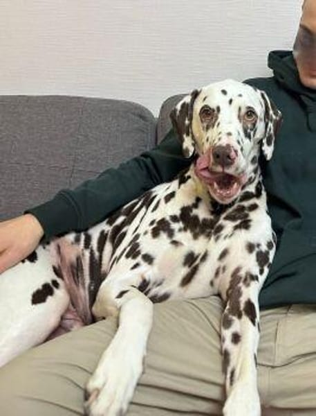 Marshall sucht ein Zuhause