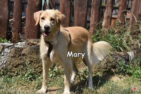 MARY