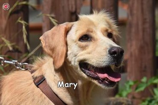 MARY
