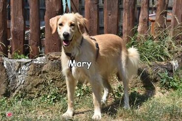 MARY