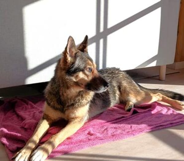 Schmusehündin Kira aus dem Tierschutz bei München!