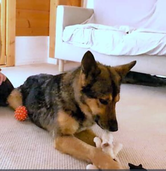 Schmusehündin Kira aus dem Tierschutz bei München!