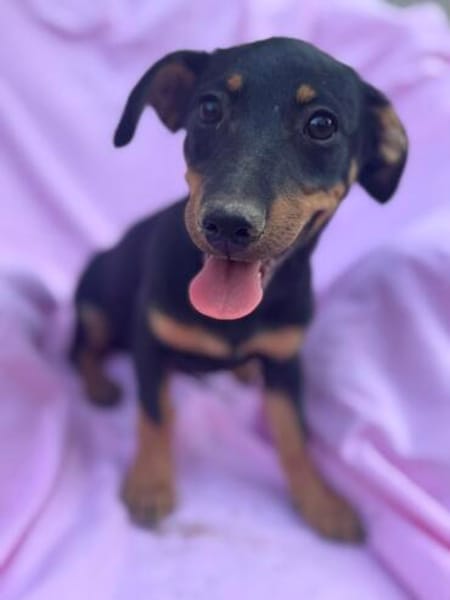 Cola-kleine Welpin, 4 Monate alt sucht eine Familie
