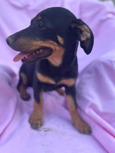 Cola-kleine Welpin, 4 Monate alt sucht eine Familie