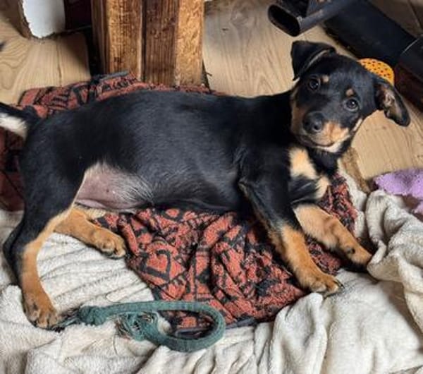 Cola-kleine Welpin, 4 Monate alt sucht eine Familie